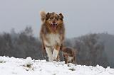 BERGER AUSTRALIEN - ADULT & PUPPY 059
